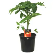 180mm Tomato Apollo - Lycopersicon esculentum