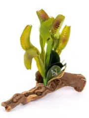 Venus Fly Trap on Driftwood Bearded Dragon Crested Gecko Reptile Lizard Snake...