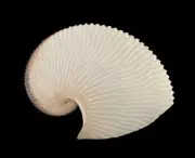 Sea shells Argonauta argo 169.9mm Aquarium Decoration Products