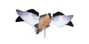 Avian-X Powerflight Robo Dove Species Multi Color Dual Mode Remote - AVXDP102