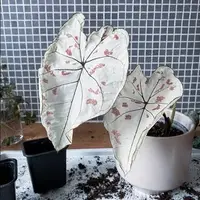 在飛比找蝦皮購物優惠-草莓之星Caladium Strawberry Star(龜