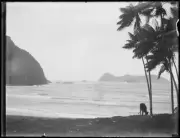 Cow tied to a palm tree on the beach, Lord Howe Island, NSW, 1933 Old Photo