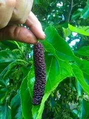 Buy Mulberry Pakistan Fruit Trees - Morus alba x rubra