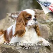Cavalier King Charles Wall Calendar 2025 DOG PET Animal Lover Gift