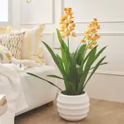 Spring Vanda Potted Plant [MUSHSPRVPS25]