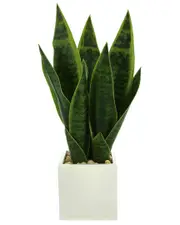 Creative Displays Classic Snake Plant In Fiberstone Pot
