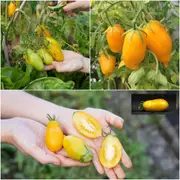 Tomato - Banana Legs seeds