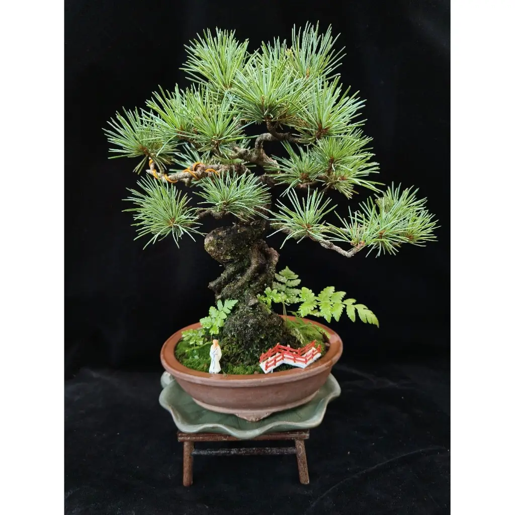 五葉松盆栽」銀八房【宮島五葉】極古接木(589)