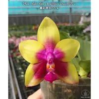 在飛比找蝦皮購物優惠-【蘭花草】Phal. Miki Mok Choi Bear 