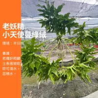 在飛比找蝦皮購物優惠-1尺 老妖精小天使蔓綠絨 小天使 蔓綠絨 植物 樹 盆栽 i