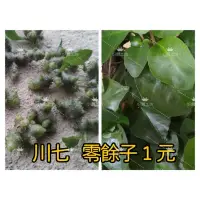 在飛比找蝦皮購物優惠-【好靚工坊】一元💟自家植物結緣價 養生食材 川七藤 零餘子 