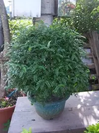 在飛比找Yahoo!奇摩拍賣優惠-樹苗~水果苗~玫瑰苗~香草~花花世界＊】WL042 胡椒木-