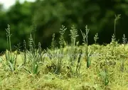 Model Scene 1/32, 1/35 Fescue (5 Laser-cut Paper Sheets)