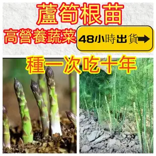 【蘆筍種苗】 蘆筍根種 蘆筍蔬菜根莖 水果蘆筍苗紫色綠色白色 四季種植 多年生 一次種植多年採摘 可盆栽