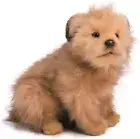 New Hansa Terrier Puppy Plush Norfolk Terrier. Cute Lifelike Dog from Japan