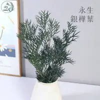 在飛比找蝦皮購物優惠-大好屋 台灣現貨 大束裝 永生銀樺葉 茶樹 迷迭香 千層金 