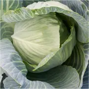 Cabbage - All Season seeds