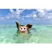 Save 20.00%! Swimming Pigs with pickup: Pigs can't fly, but they do Swim!