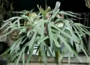 Staghorn Fern Platycerium Pegasus 2000 - 3000 spore + FREE CERTIFICATE