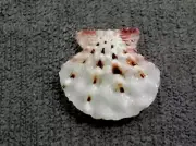 Mirapecten moluccensis 24 mm F+++/gem Albino white Collection"