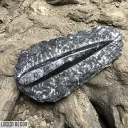 491g 4x8x18cm Black Orthocera Fossil from Morocco