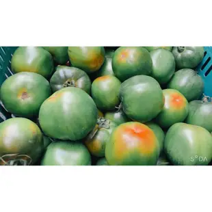 黑柿蕃茄 黑葉番茄 10斤1件450元