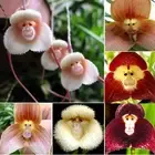 Cymbidium Seed Monkey Face Orchid Seeds Flower Seeds Monkey Face Orchid Species、