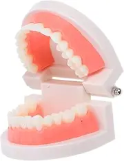 HEALEEP Standard Educational Tooth Model for Oral Teaching Realistic Teeth Decay Brushing Demonstration for Speech Therapy and