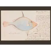 Ludwig Becker Silver Dory Fish Illustration Large Canvas Art Print
