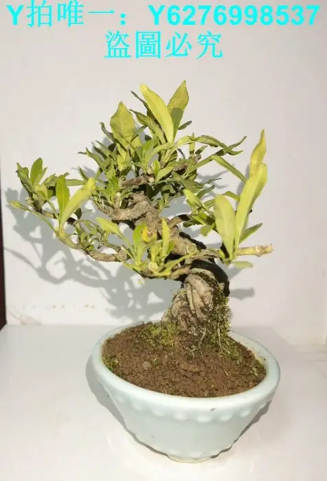 梔子花小品的優惠比較- 2026年06月|飛比價格