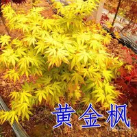 在飛比找蝦皮購物優惠-黃金楓樹 黃金赤楓日本紅楓樹 橙之夢羽毛楓盆栽植物 楓樹種子
