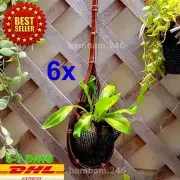 6x Handmade 100% Bamboo Woven Basket Planter Vanda Orchid Flower Pot Hanging Gar