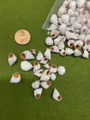 Small Snail Shells - 1 Ounce - Vintage