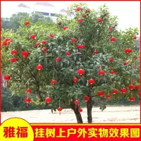 在飛比找樂天市場購物網優惠-大紅植絨小燈籠掛飾樹上盆景戶外小燈籠新年小燈籠結婚慶燈籠裝飾