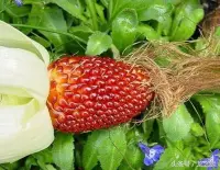 在飛比找Yahoo!奇摩拍賣優惠-[時花] 草莓玉米 / 紫玉米 乾燥玉米種子串 可以種植