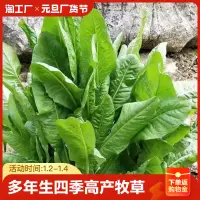 在飛比找露天拍賣優惠-現貨 新款特價 耐寒大葉菊苣草種籽多年生牧草種子四季牛羊鴨鵝