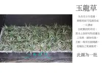 在飛比找Yahoo!奇摩拍賣優惠-心栽花坊-玉龍草/地被植物/(巴西地毯/百慕達/台北草/假儉