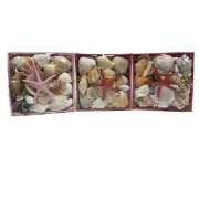 New Wooden Crate Box Of Sea Shells & Starfish