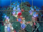 Sea Life Mural Ceramic Bath Backsplash Tile #288