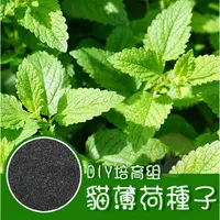 在飛比找蝦皮購物優惠-【貓薄荷】 (荊芥)/貓薄荷DIY/貓草DIY培養組/貓大麻