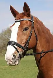 Rhinegold Italian Leather Anatomical Horse Snaffle Bridle with Hanover Flash