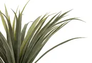 DRACAENA TREE 140CM