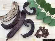 Buy Carob Clifford Grafted Fruit Trees (Ceratonia siliqua)