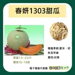 【台灣出貨 電子發票】春妍1303甜瓜 種子 哈密瓜 菜籽 紅肉 橘肉 甜瓜 洋香瓜 空中花園藝世界