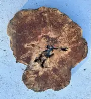 S4 Spalted Ambrosia Maple Burl Tree Slice Round 23x2.5 14% Mc Table Top