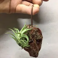 在飛比找蝦皮購物優惠-空氣鳳梨 Tillandsia Neglecta 日本第一(