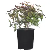 140mm Nandina Nana