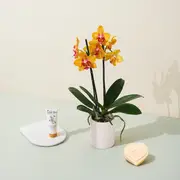The Orchid Edit