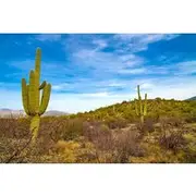 Save 10.02%! Saguaro NP and Mt. Lemmon Self Guided Driving Audio Tour Bundle