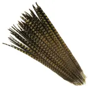 ENGLISH RINGNECK PHEASANT Natural Feathers 18-20" Halloween/Hats/Costume/Bridal